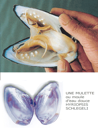 perles