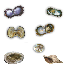 Les mollusques et les perles