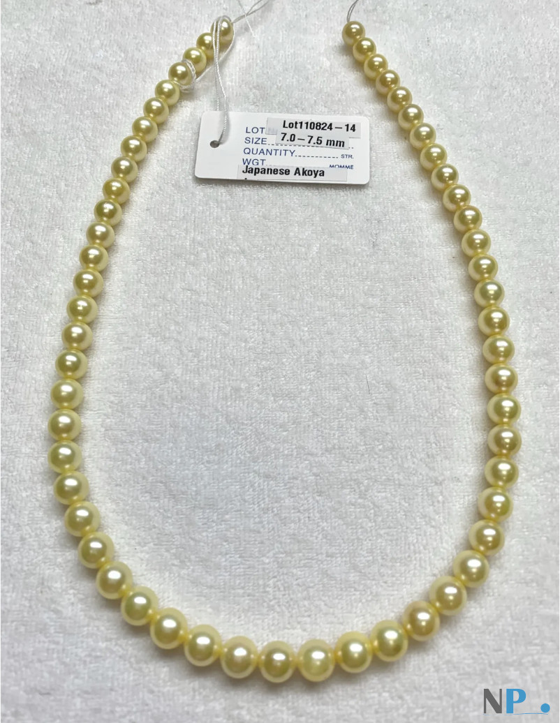 Collier de perles dorées d'Akoya du Japon Collier de perles dorées d'Akoya du Japon