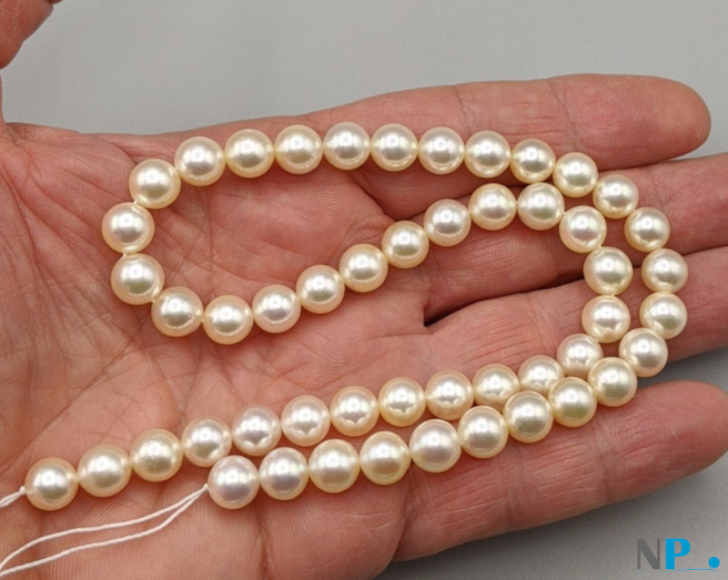 Collier 45 cm perles d'Akoya Champagne 8-8,5 mm pas encore monté avec le fermoir et les noeuds