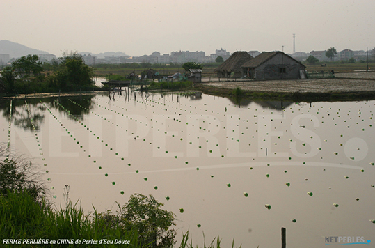 Ferme perliere en chine, lac à l'eau douce et tranquille, plus facile à travailler que l'océan ou la mer