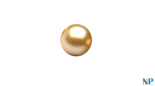 Perle d'Akoya dorée  de qualité AAA semi-percée