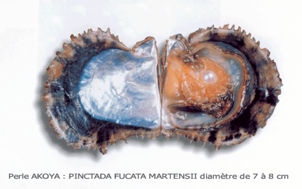 mollusque produisant les perles d'akoya du japon